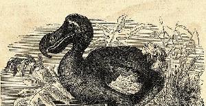 ¿Cuándo y por qué desapareció el dodo?