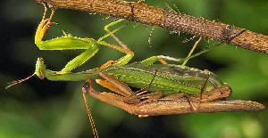 ¿Por qué las mantis religiosas se comen a los machos?