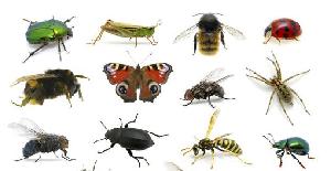 ¿Qué es un insecto?