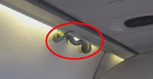 Una serpiente viaja en el ala de un avión durante tres horas