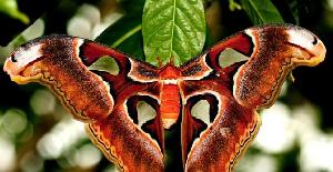 Mariposa Atlas, la mariposa más grande del Mundo
