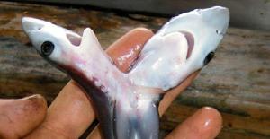 El primer caso de bicefalia en tiburones toro